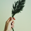 Sofie Berd