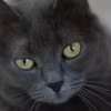 �������� �����������