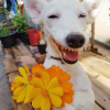 ������� �������