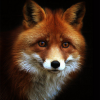 Elena Fox
