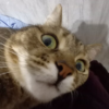 ����� ������