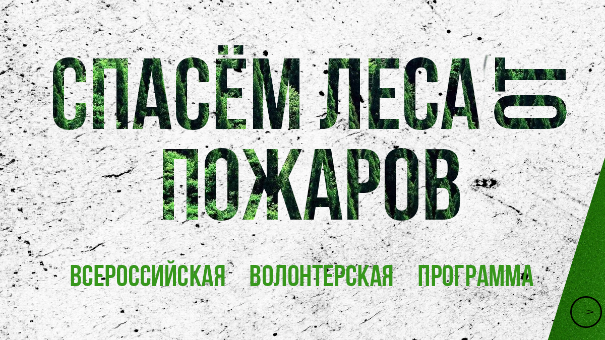 Лес.png