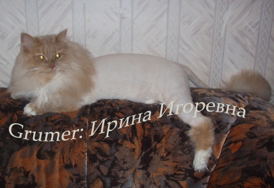 лев.jpg