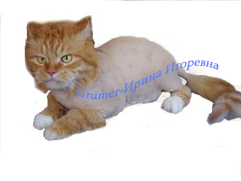 рыжий.jpg