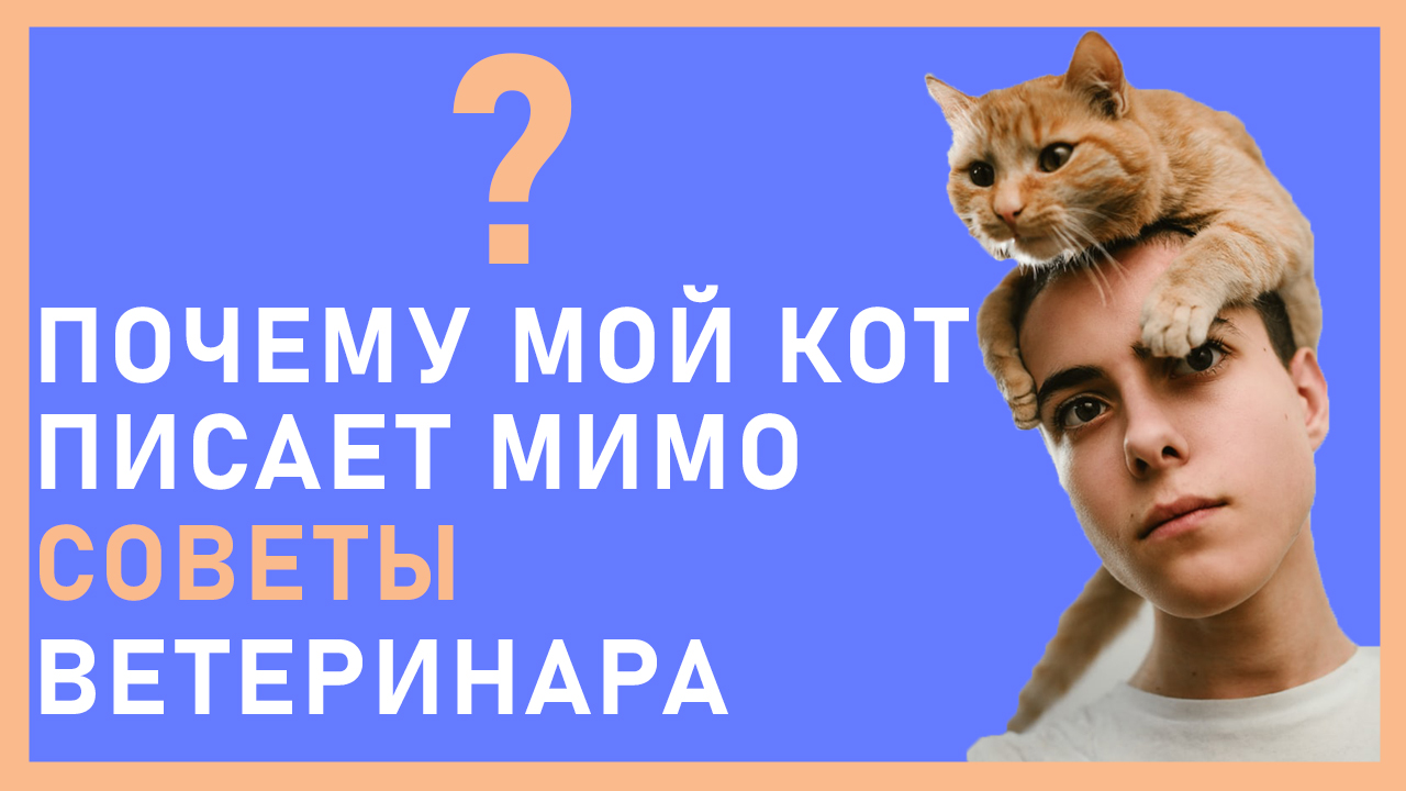 ветеринар.jpg