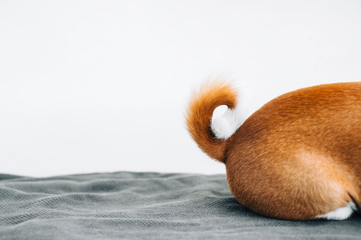 1173_tail_522.jpeg