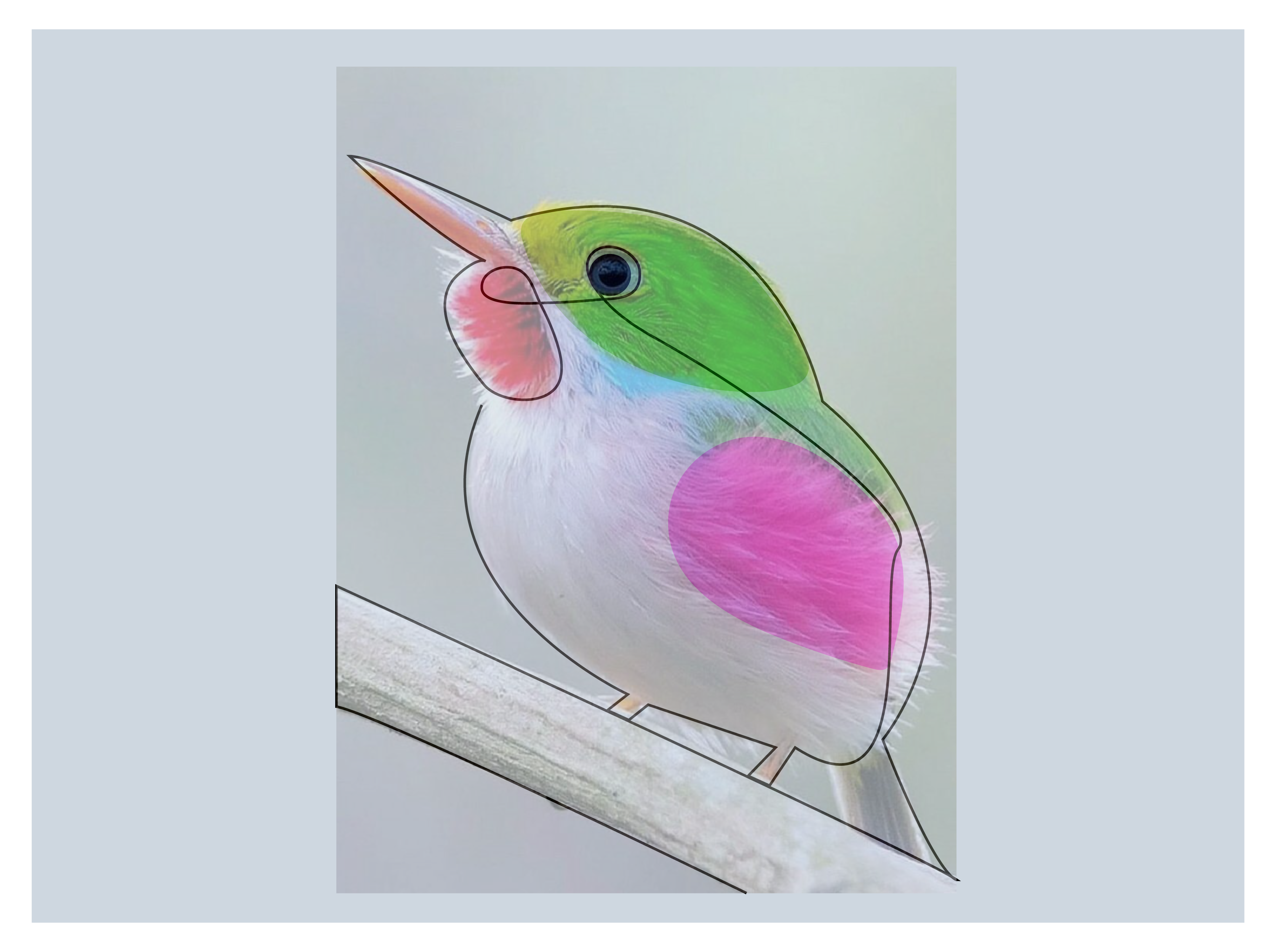 Bird OLA_Монтажная область 1.png