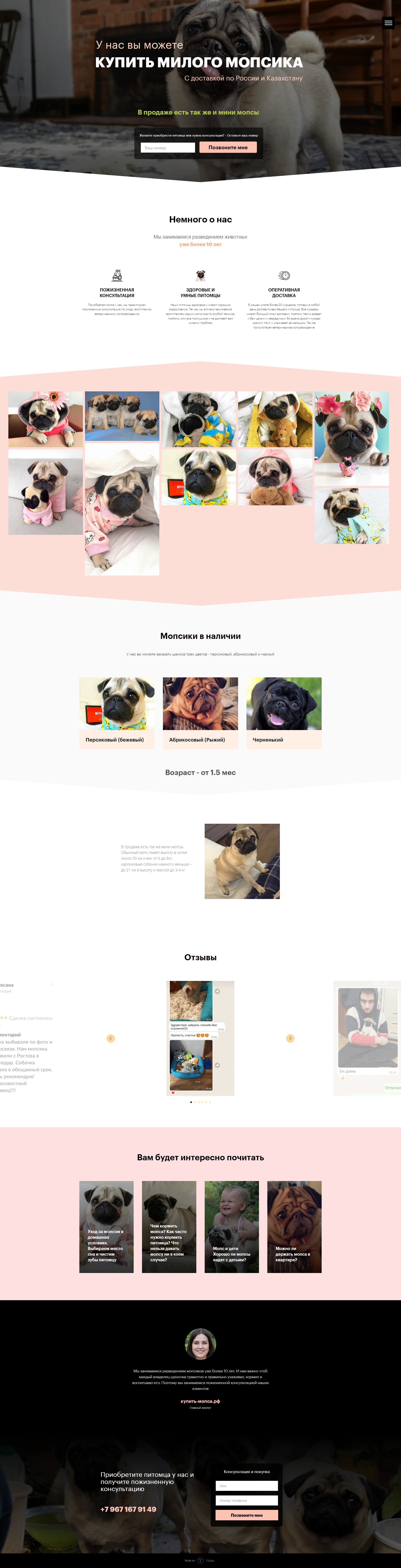купить мопса.jpg
