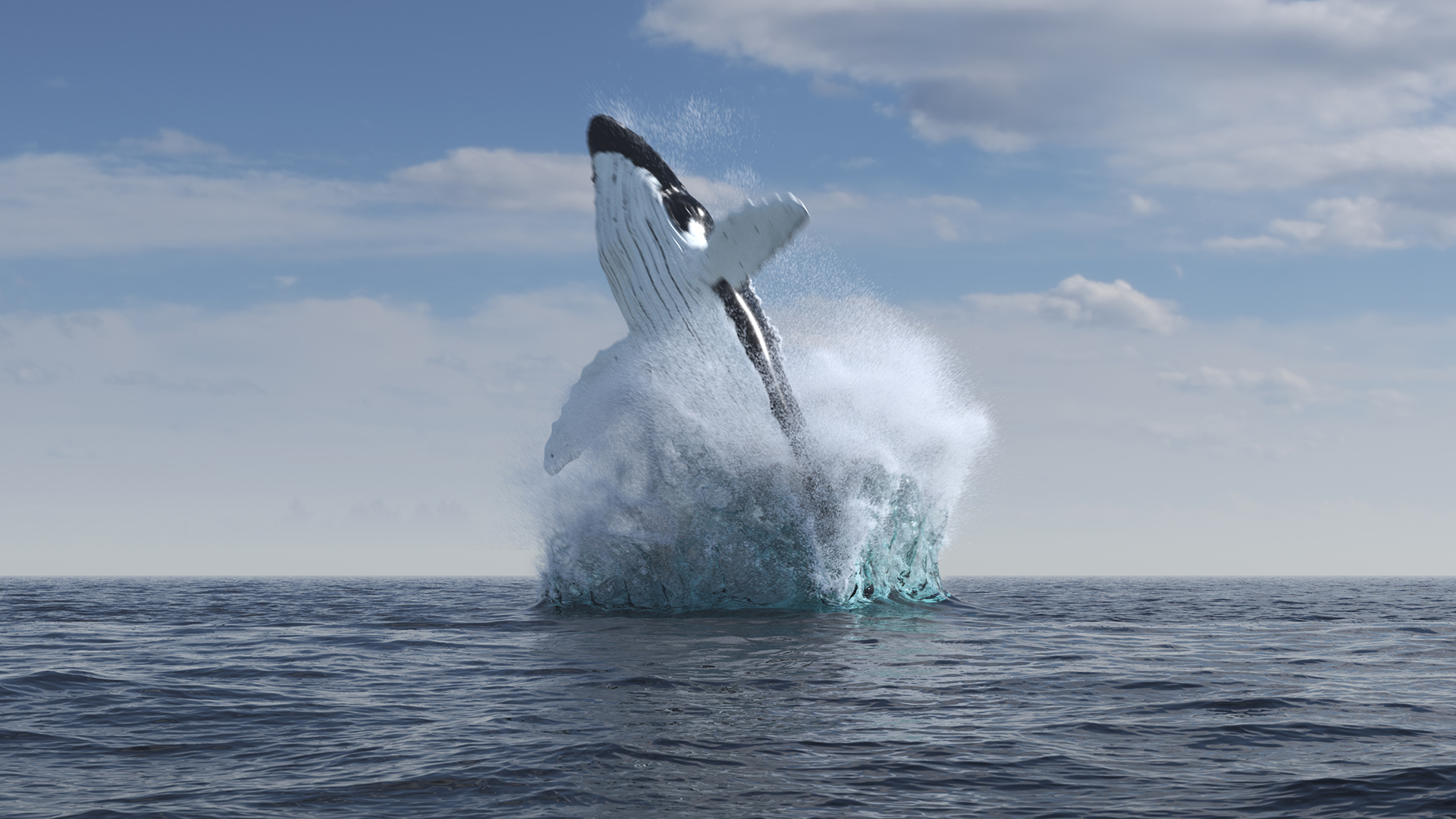 HumpbackWhale5.jpg