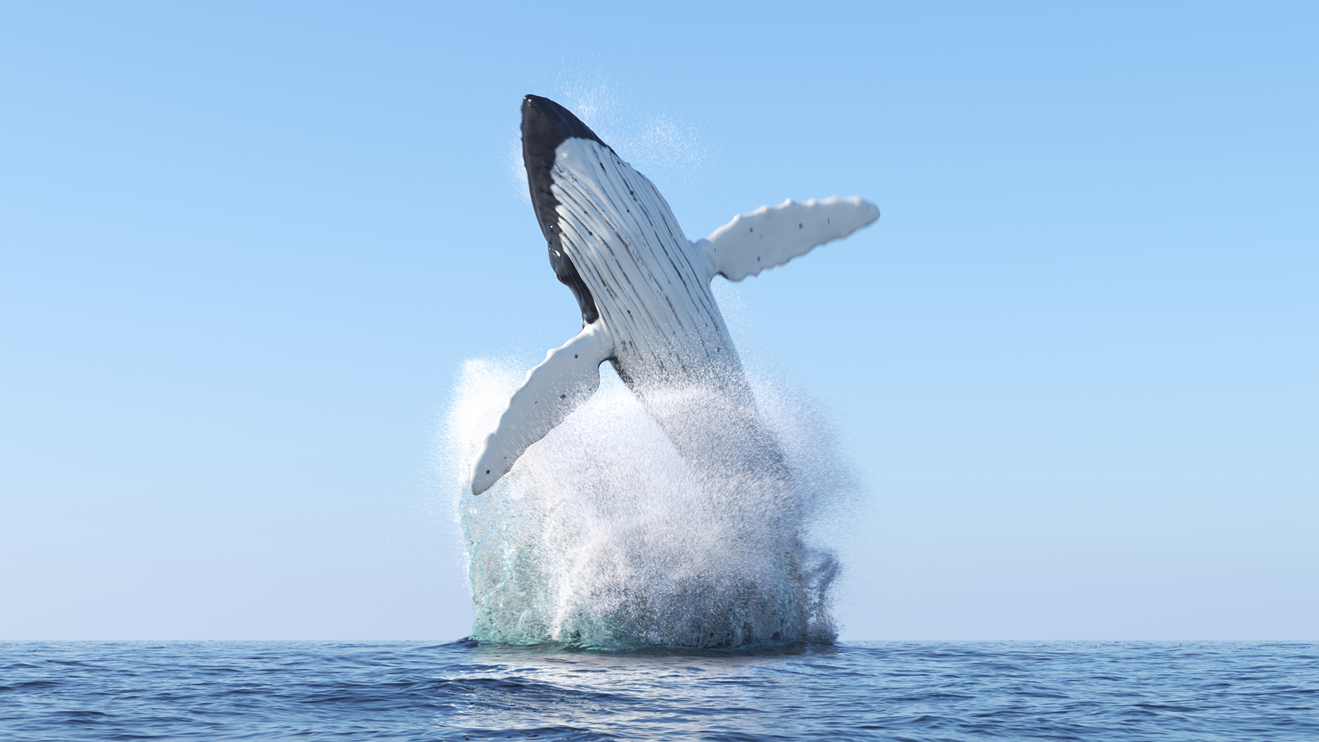 HumpbackWhale1.jpg