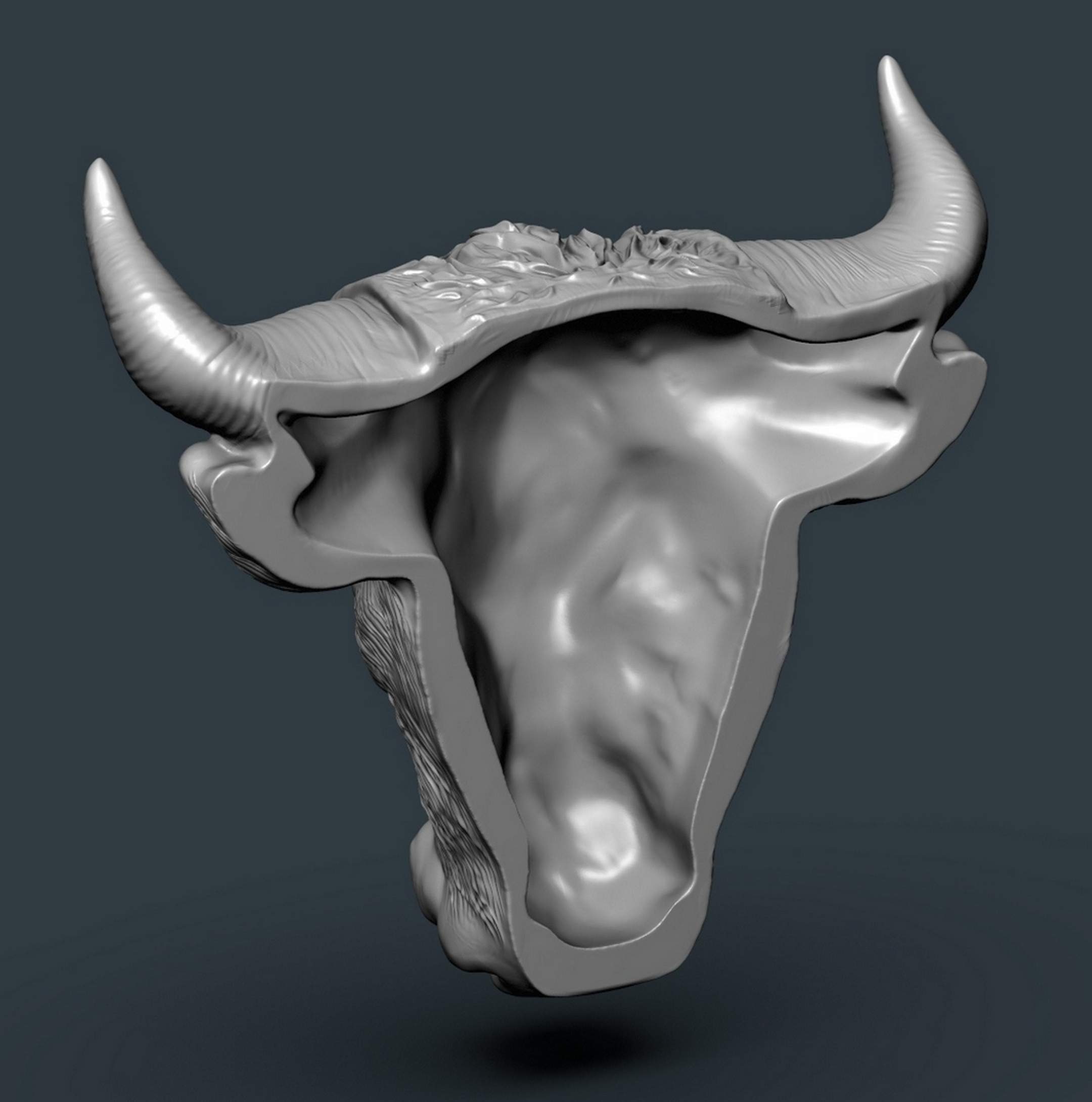 Bull_H4.jpg
