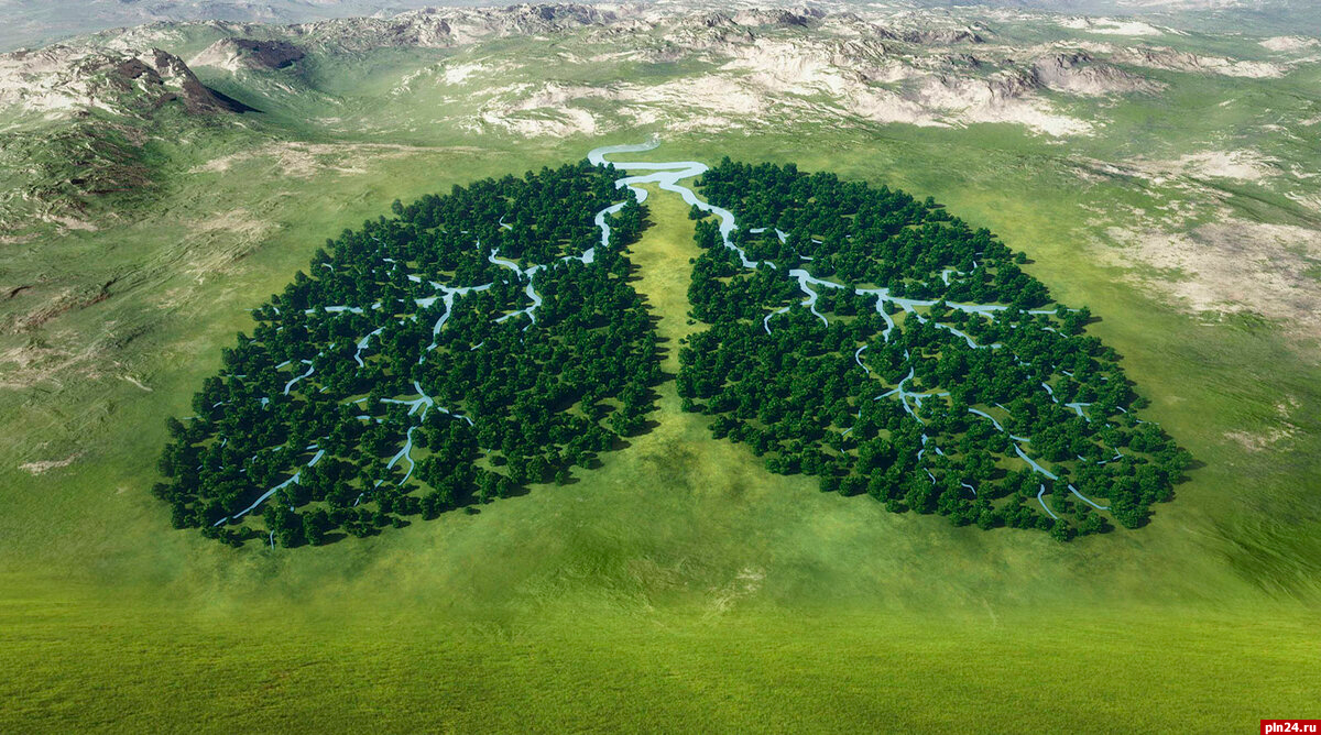 соц реклама про лес0.png