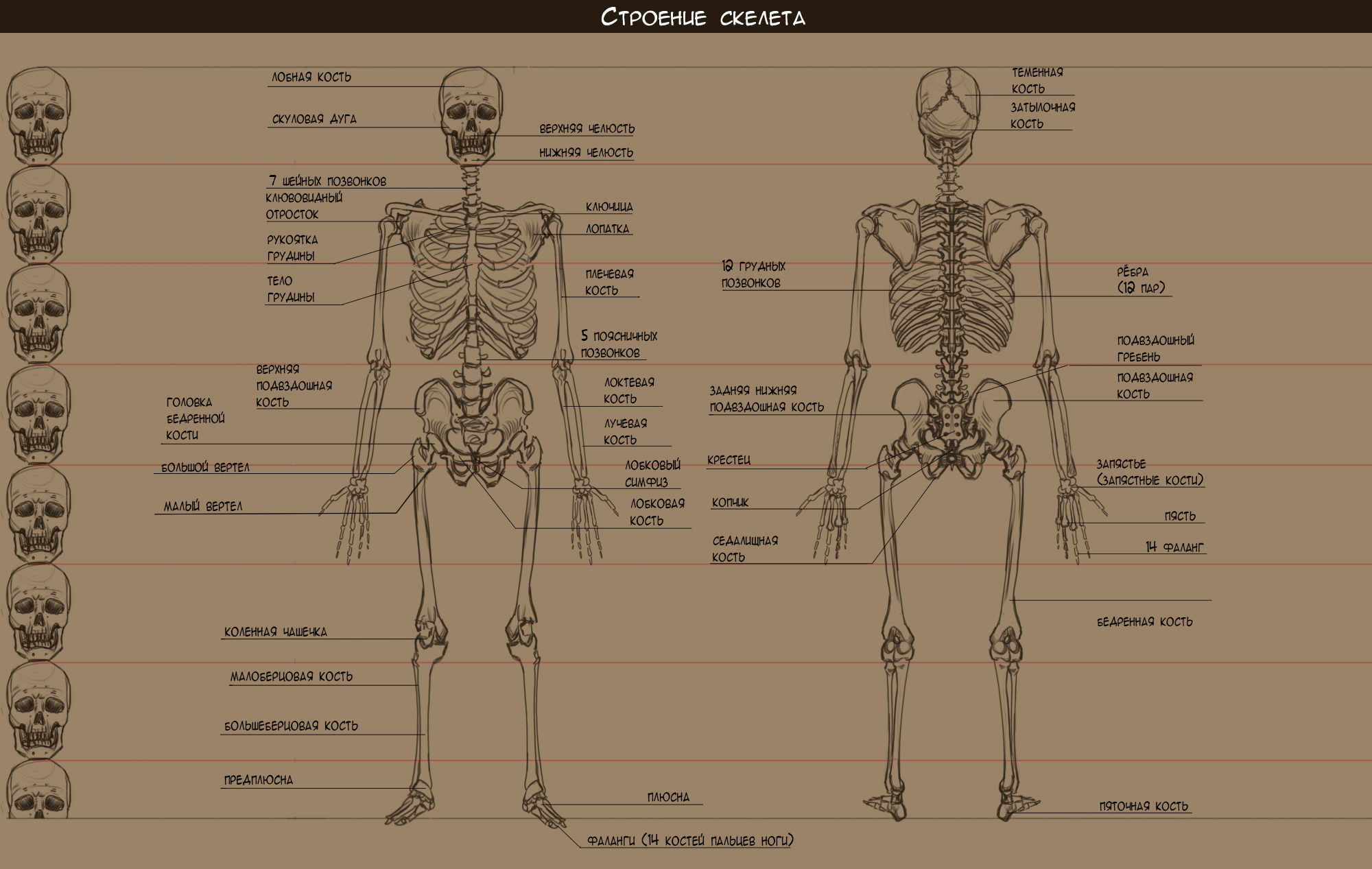 строение скелета.jpg