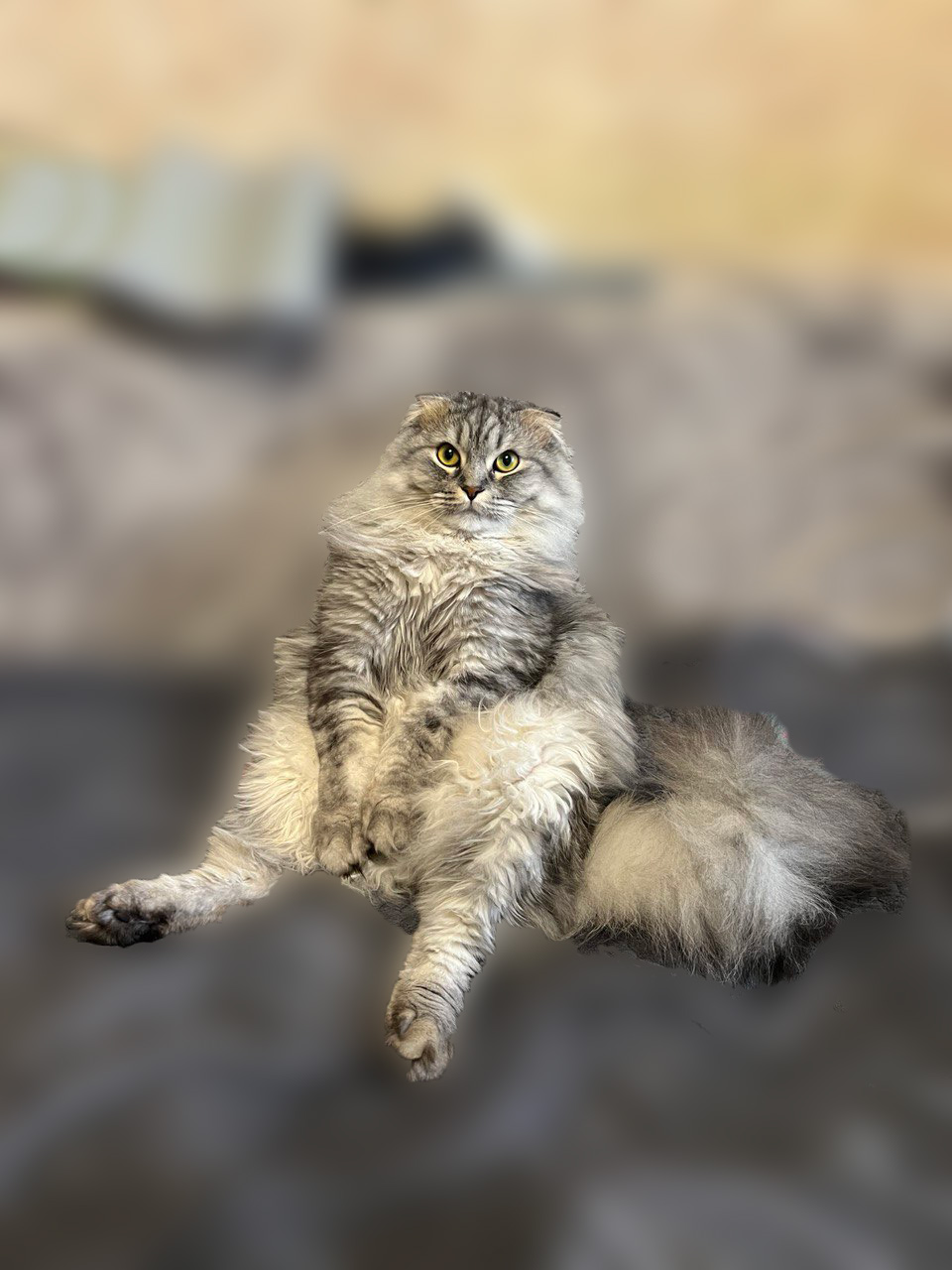 фото кота.jpg