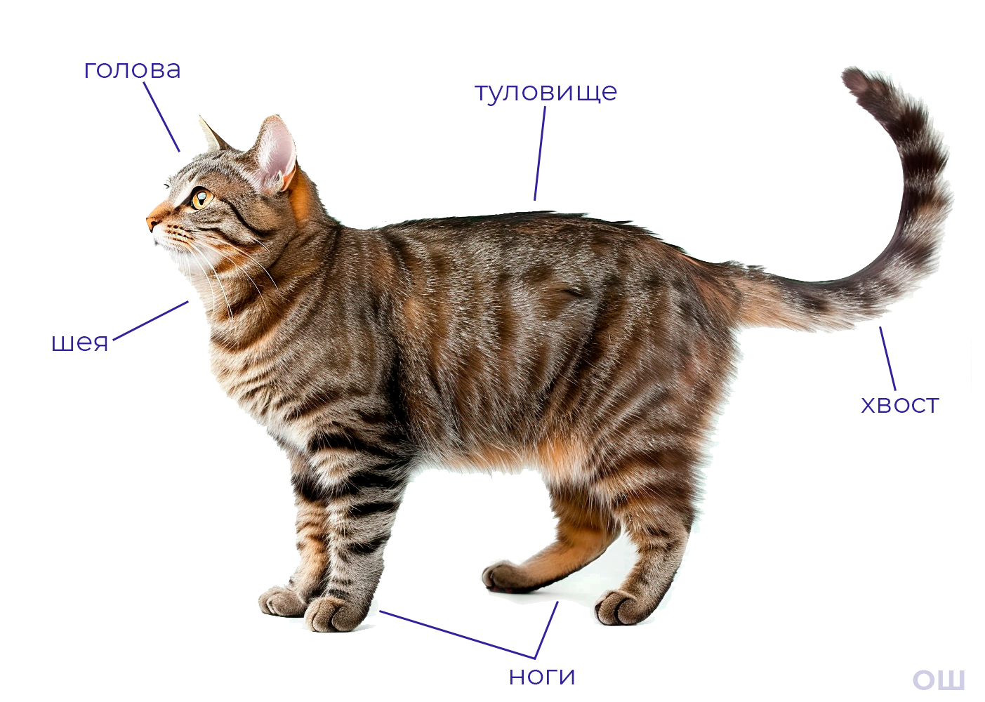строение тела зверя.png
