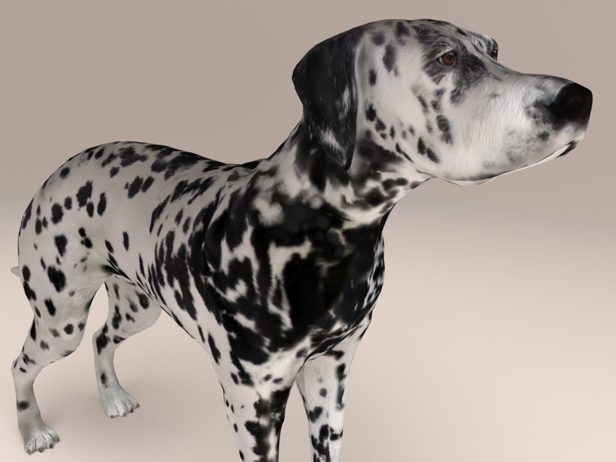 Dalmatian 02.jpg