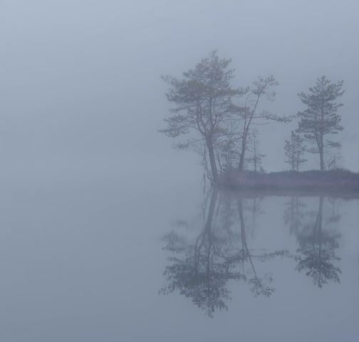 Серое утро