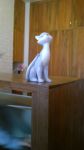 кошка на барной стойке