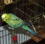 Ваш друг – волнистый попугайчик. Советы, как наладить отношения