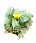 кувшинки