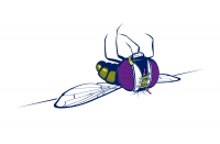 Dead Fly