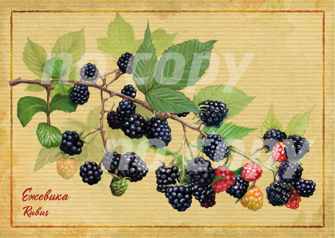 открытка ежевика