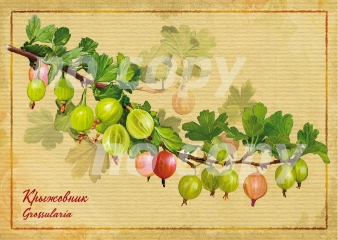 открытки с ягодами