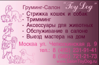 ToyDog