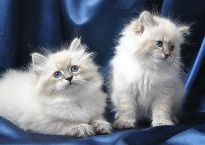 Как выбрать котенка?