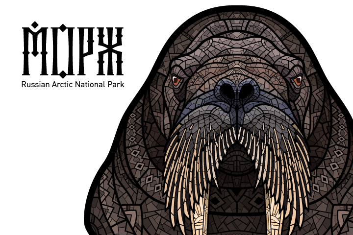 Морж. Иллюстрация для парка «Русская Арктика»