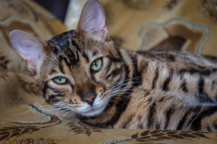 Кот