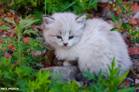 Бездомный котенок