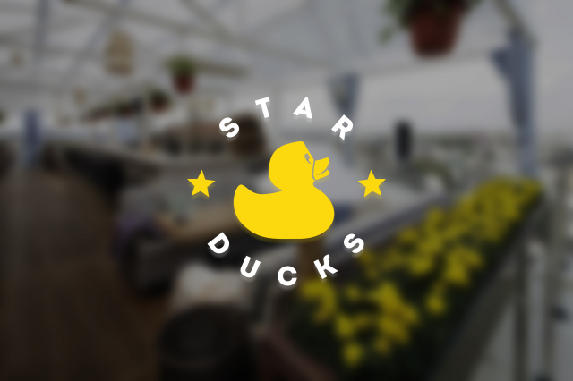 STAR DUCKS. Кафе
