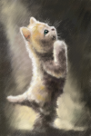 Котенок