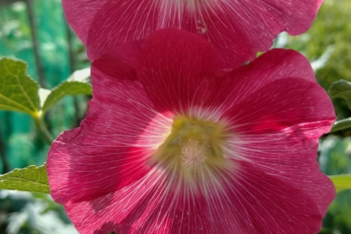 Сад - как образ жизни!