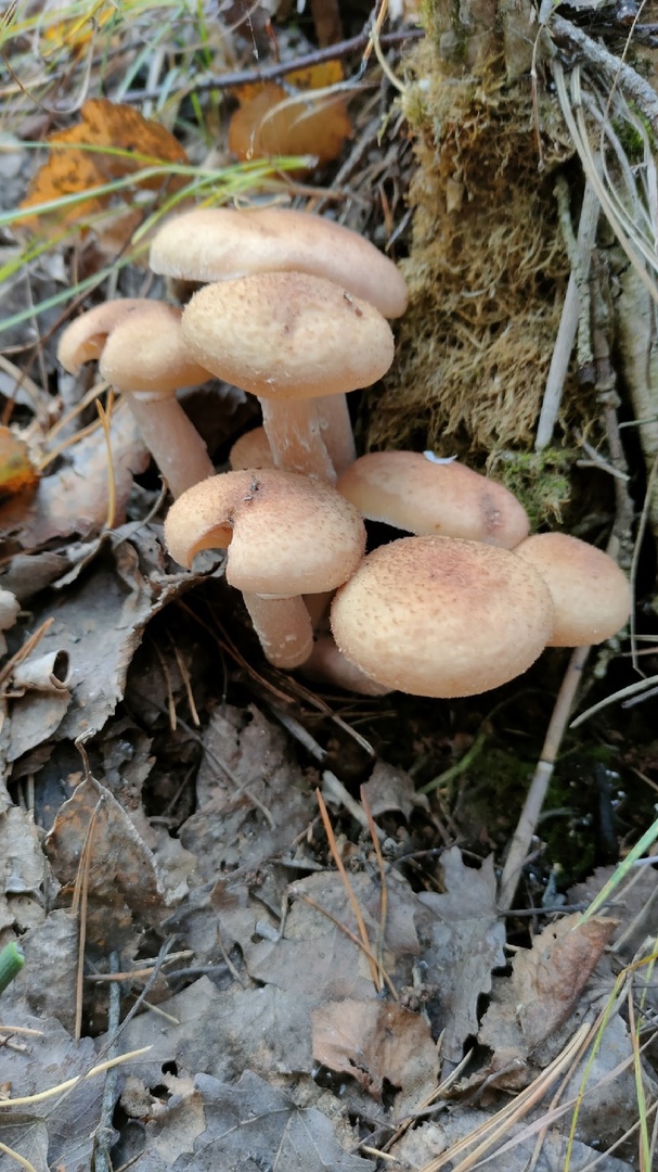 pic4523569.jpg