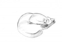 Кошка