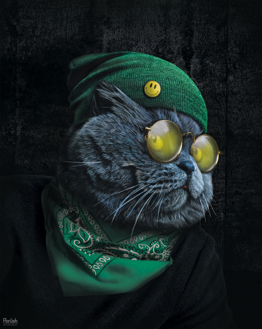 Кот в очках