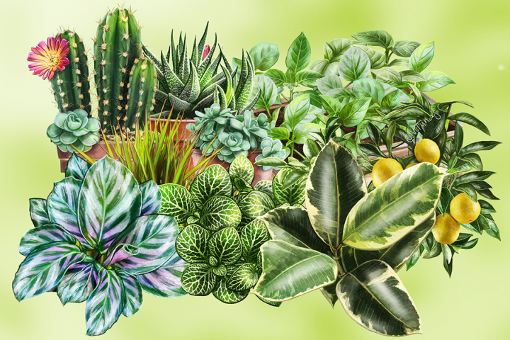 Декоративные растения