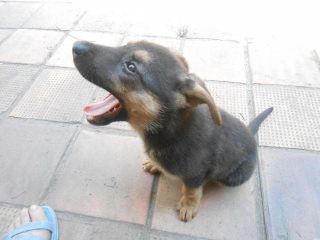 Собака Линда рассказывает о себе и своих друзьях