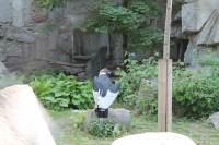 Работа 3169815