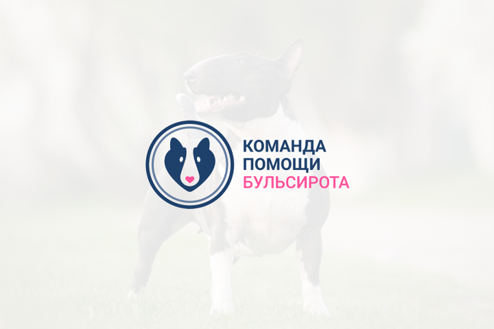 Бульсирота | Фонд помощи бультерьерам