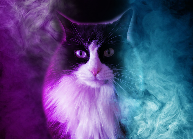 Магический кот