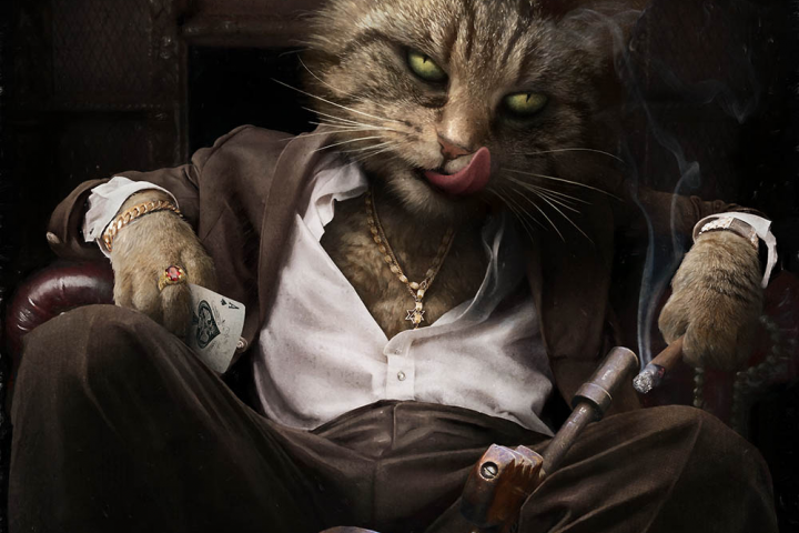 Кот