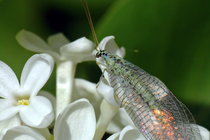 Златоглазка на сирени