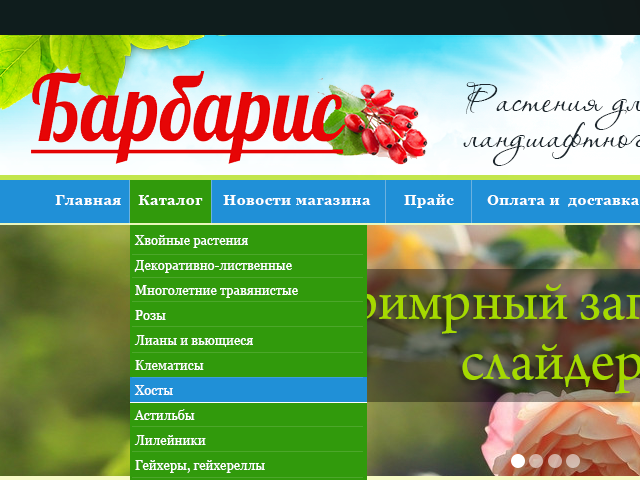 Барбарис