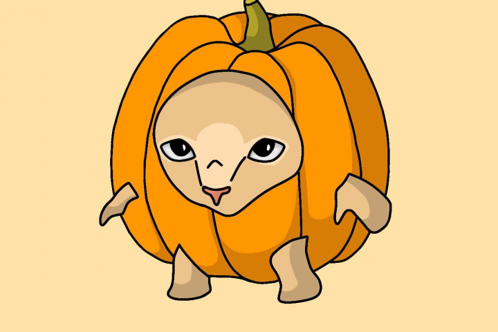 Котик-тыковка