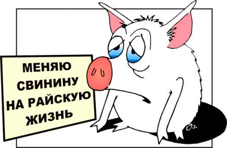 Свинья и телевизор