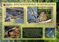 Строгино-парк. информационный щит