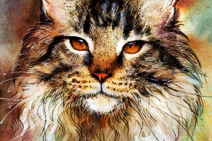 Кот. (Обложка)